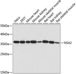 Western blot - NSA2 antibody (A14475)