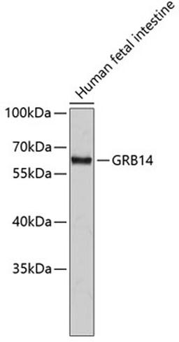 Western blot - GRB14 antibody (A2742)