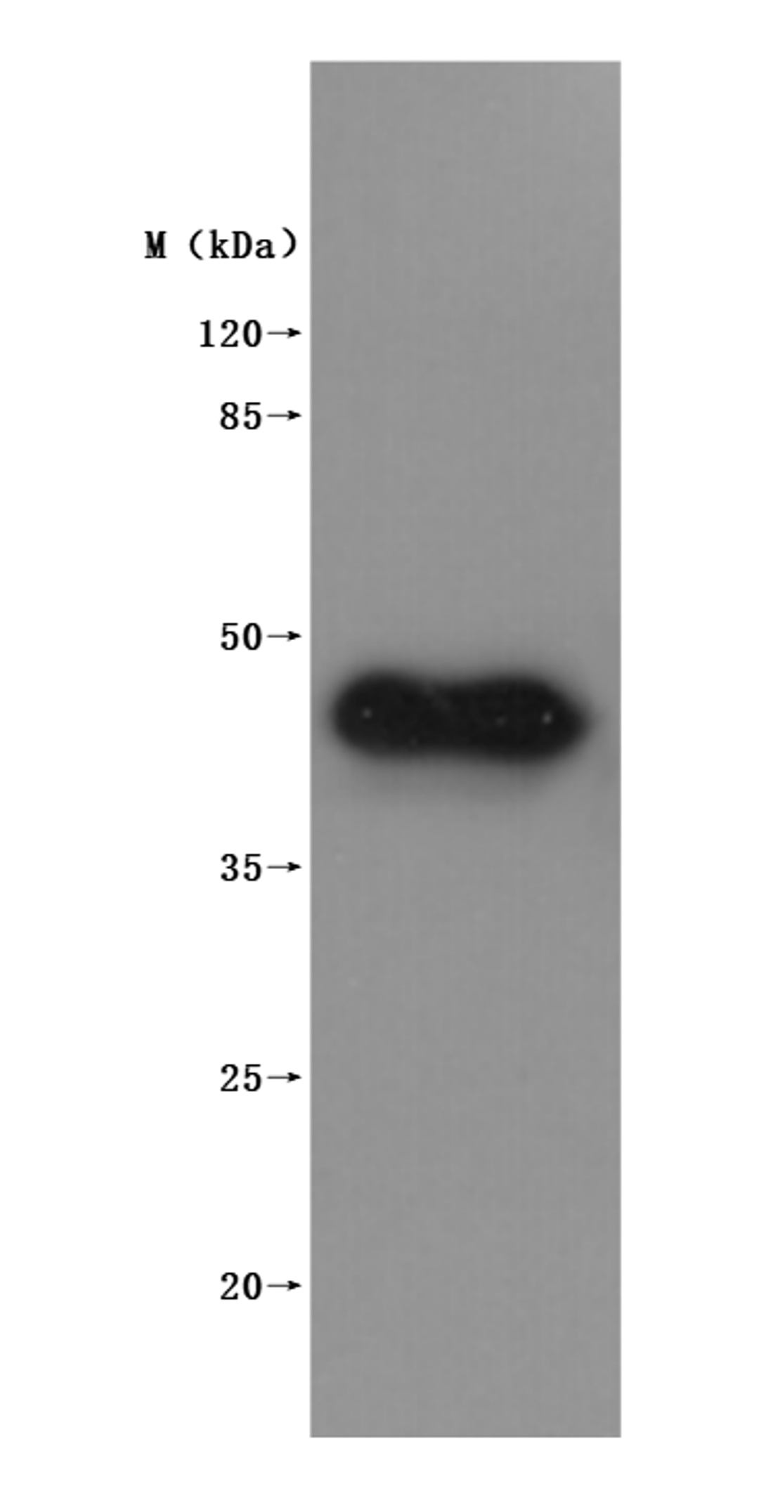 CSB-MP4516MOV is detected by Mouse anti-6*His monoclonal antibody.