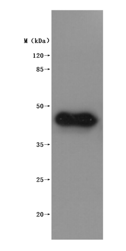CSB-MP4516MOV is detected by Mouse anti-6*His monoclonal antibody.