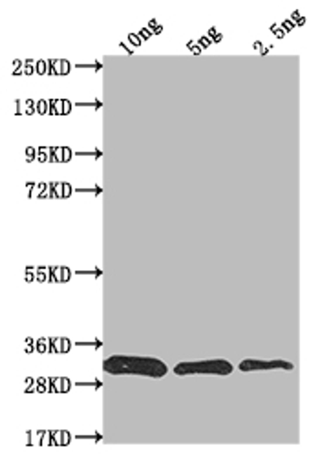 Western Blot. Positive WB detected in Recombinant protein. All lanes: prfA antibody at 1:2000. Secondary. Goat polyclonal to rabbit IgG at 1/50000 dilution. Predicted band size: 31.4 kDa. Observed band size: 30 kDa.