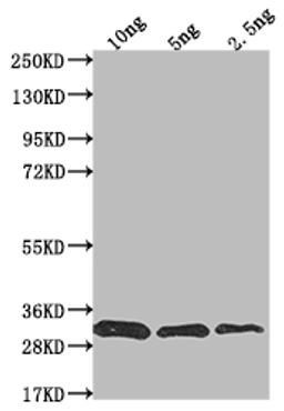 Western Blot. Positive WB detected in Recombinant protein. All lanes: prfA antibody at 1:2000. Secondary. Goat polyclonal to rabbit IgG at 1/50000 dilution. Predicted band size: 31.4 kDa. Observed band size: 30 kDa.