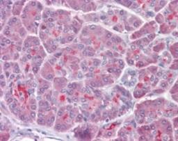 Immunohistochemistry-Paraffin: TRAF3 Antibody [NB100-56654] - analysis of human pancreas using TRAF3 antibody at 1:50.