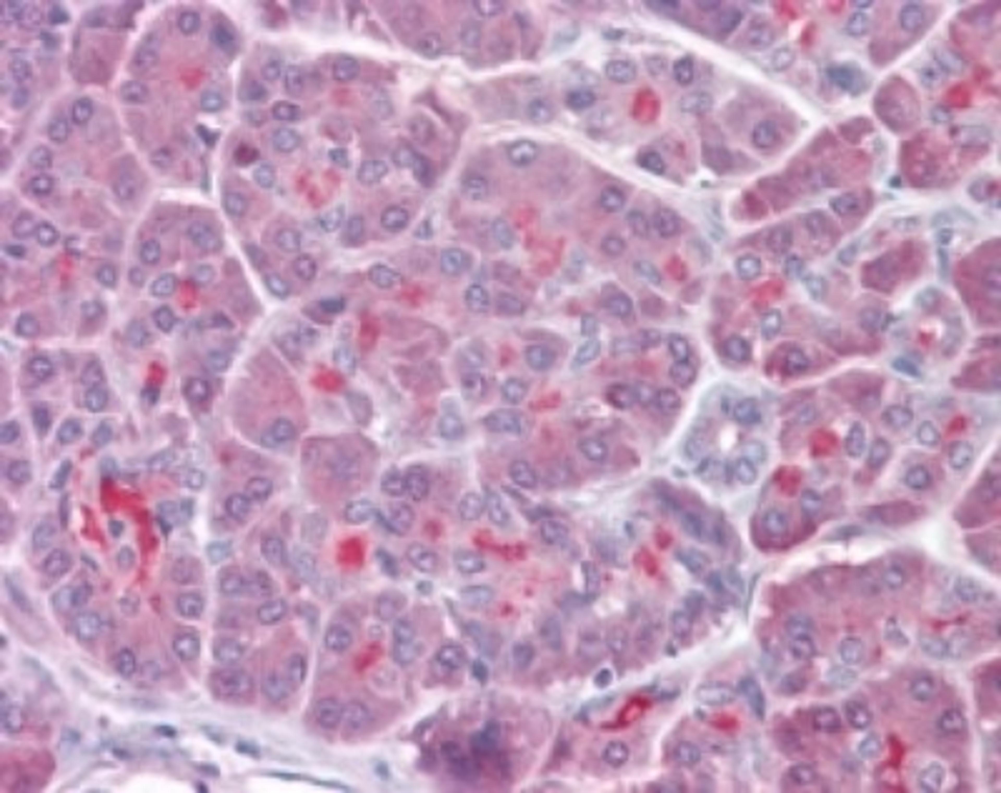 Immunohistochemistry-Paraffin: TRAF3 Antibody [NB100-56654] - analysis of human pancreas using TRAF3 antibody at 1:50.