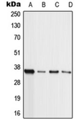 Western blot analysis of HL60 (Lane 1), A549 (Lane 2), NIH3T3 (Lane 3), H9C2 (Lane 4) whole cell lysates using WBP7 antibody