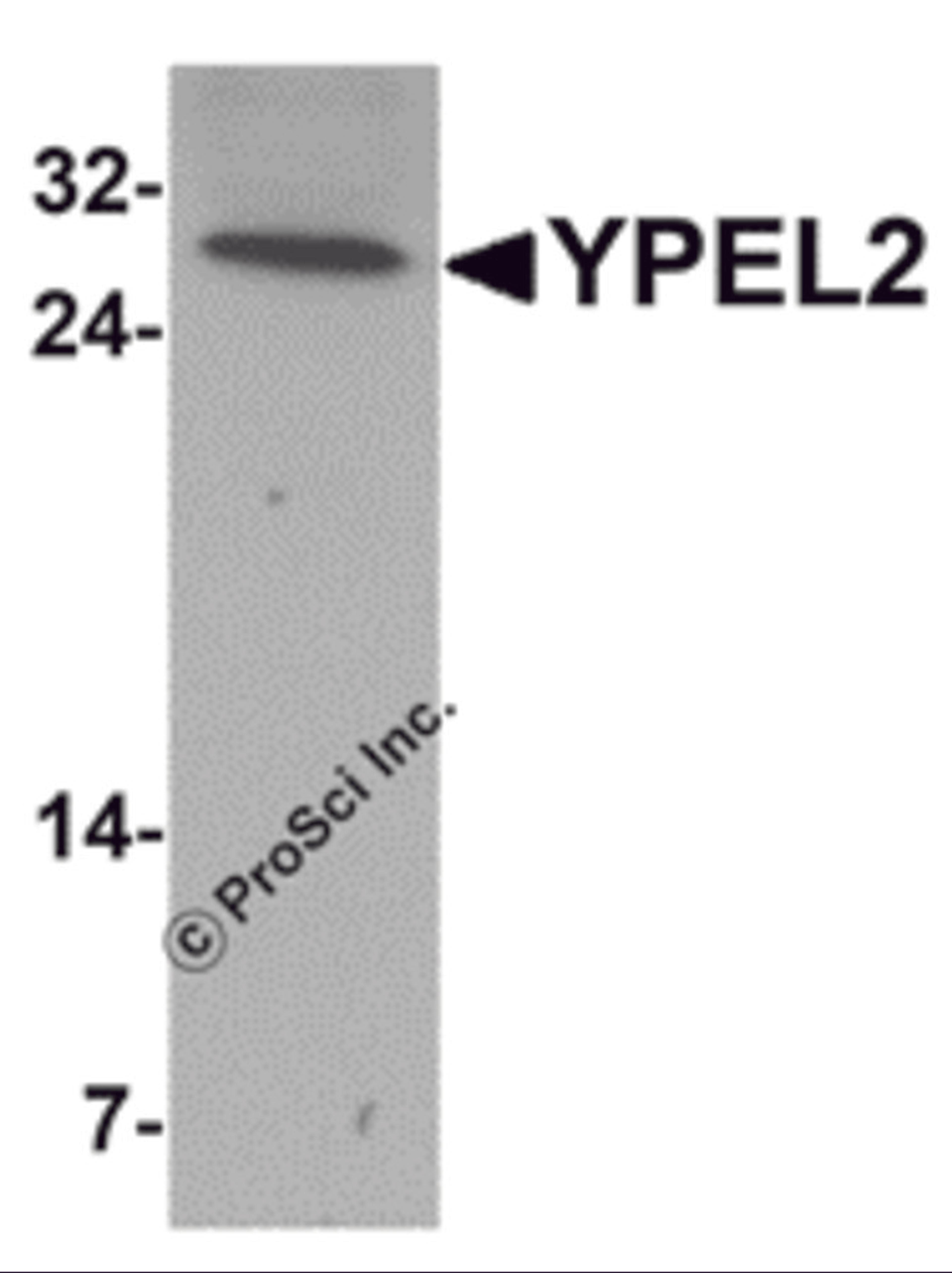 Western blot analysis of YPEL2 in HeLa cell lysate with YPEL2 antibody at 1 μg/mL.