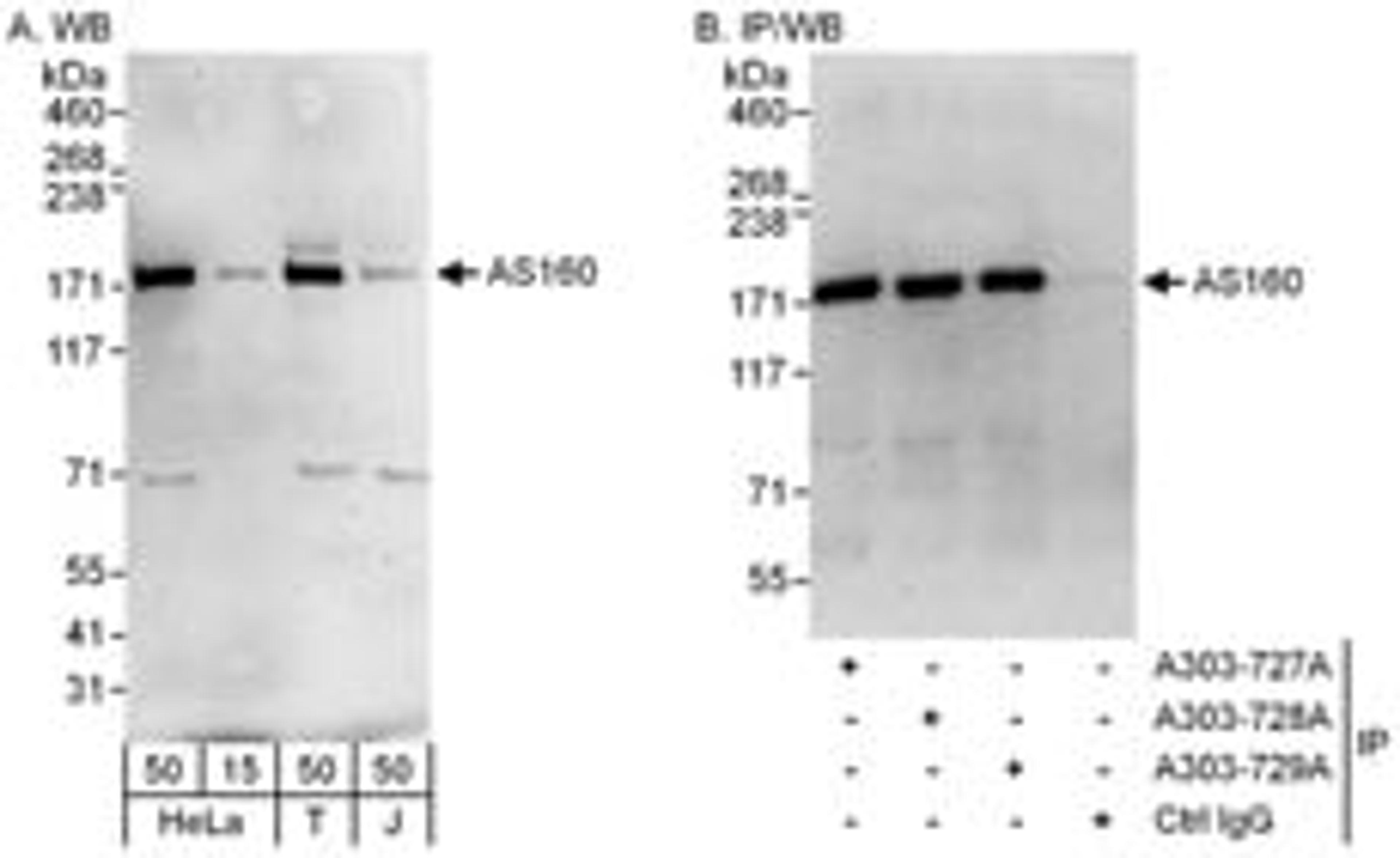 Detection of human AS160 by western blot and immunoprecipitation.