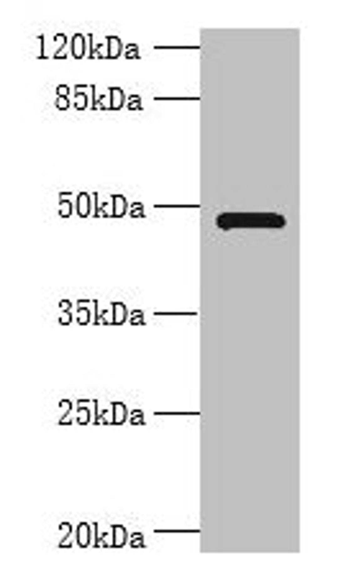 Western blot. All lanes: RNF26 antibody at 6µg/ml + 293T whole cell lysate. Secondary. Goat polyclonal to rabbit IgG at 1/10000 dilution. Predicted band size: 48 kDa. Observed band size: 48 kDa