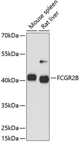 Western blot - FCGR2B antibody (A12553)