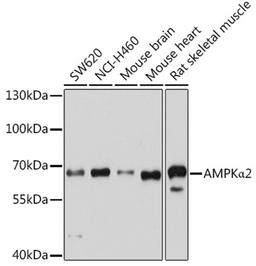 Western blot - AMPKa2 antibody (A7339)