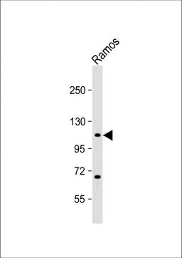 Western Blot at 1:4000 dilution + Ramos whole cell lysate Lysates/proteins at 20 ug per lane.