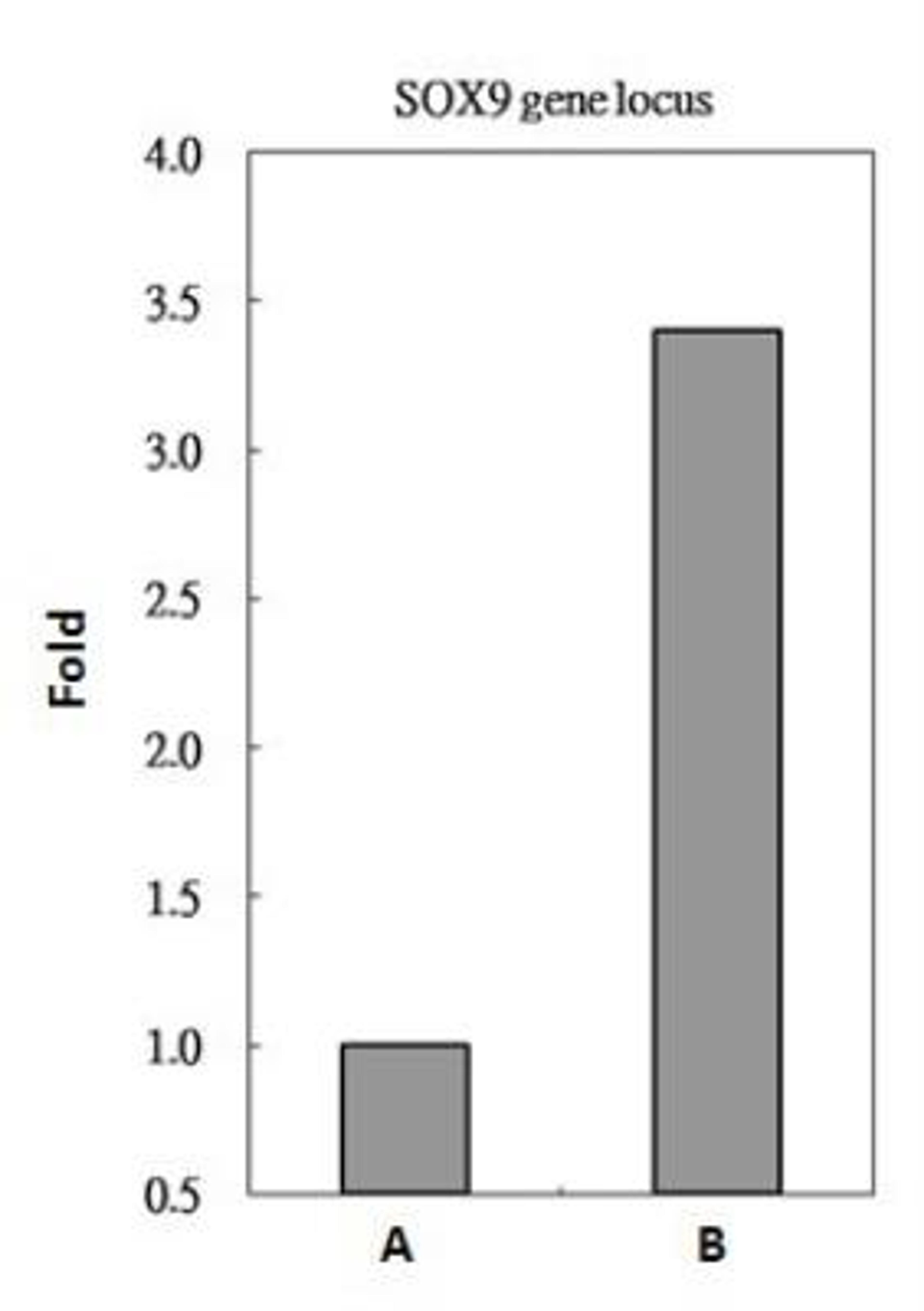 Chromatin Immunoprecipitation: RbAp48 Antibody (13D10) [NBP1-41201] - Sample: HeLa whole cell lysate/extract A. 5 ug preimmune mouse IgG, B. 5 ug of RbAp48 antibody The precipitated DNA was detected by PCR with primer set targeting to SOX9 gene locus.