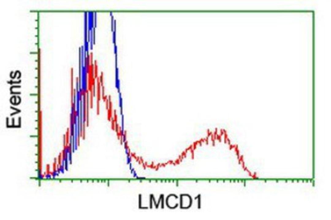 Flow Cytometry: LMCD1 Antibody (1H5) [NBP2-00934] - HEK293T cells transfected with either overexpression plasmid (Red) or empty vector control plasmid (Blue) were immunostained by anti-LMCD1 antibody, and then analyzed by flow cytometry.