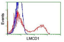 Flow Cytometry: LMCD1 Antibody (1H5) [NBP2-00934] - HEK293T cells transfected with either overexpression plasmid (Red) or empty vector control plasmid (Blue) were immunostained by anti-LMCD1 antibody, and then analyzed by flow cytometry.