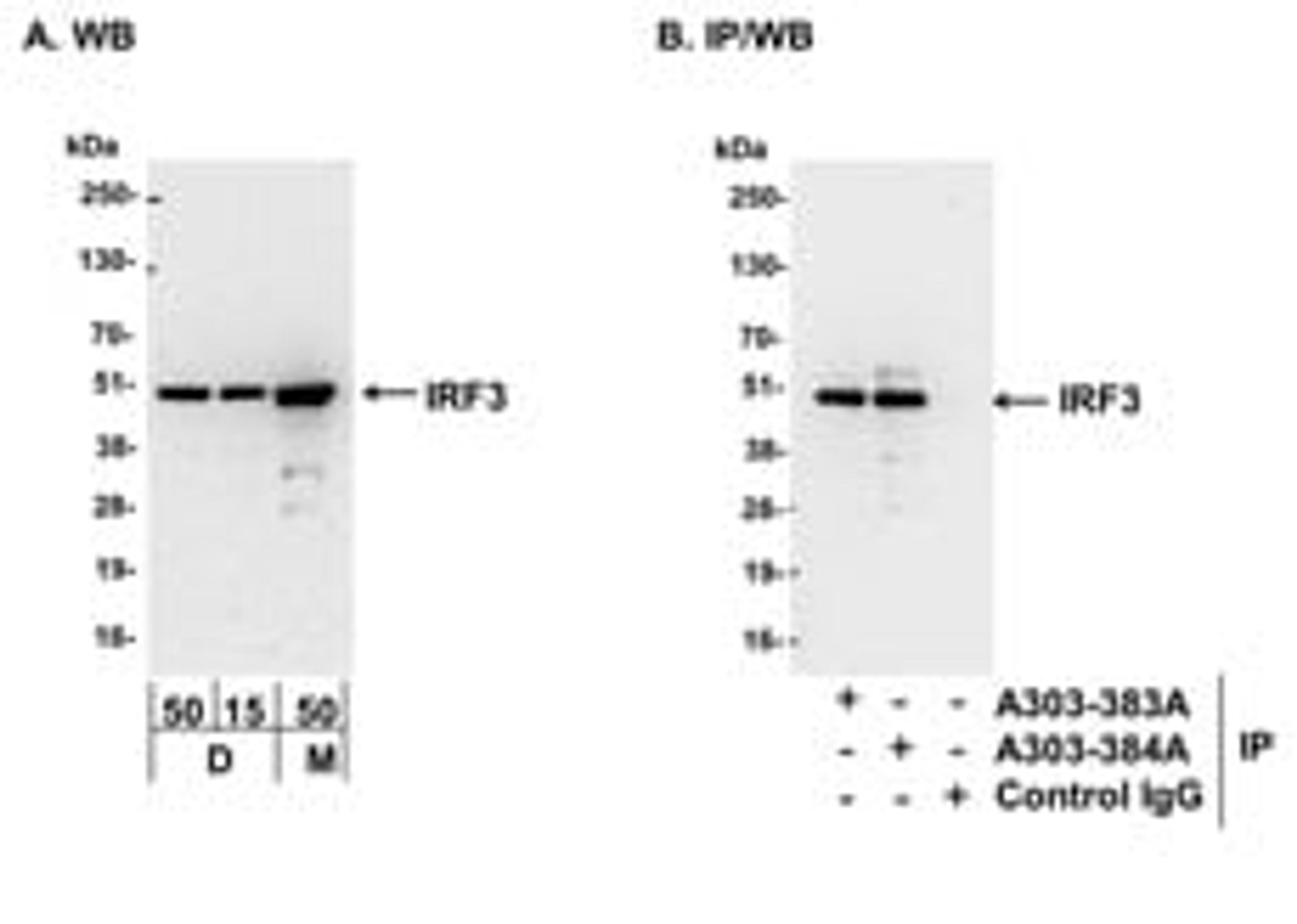 Detection of mouse IRF3 by western blot and immunoprecipitation.