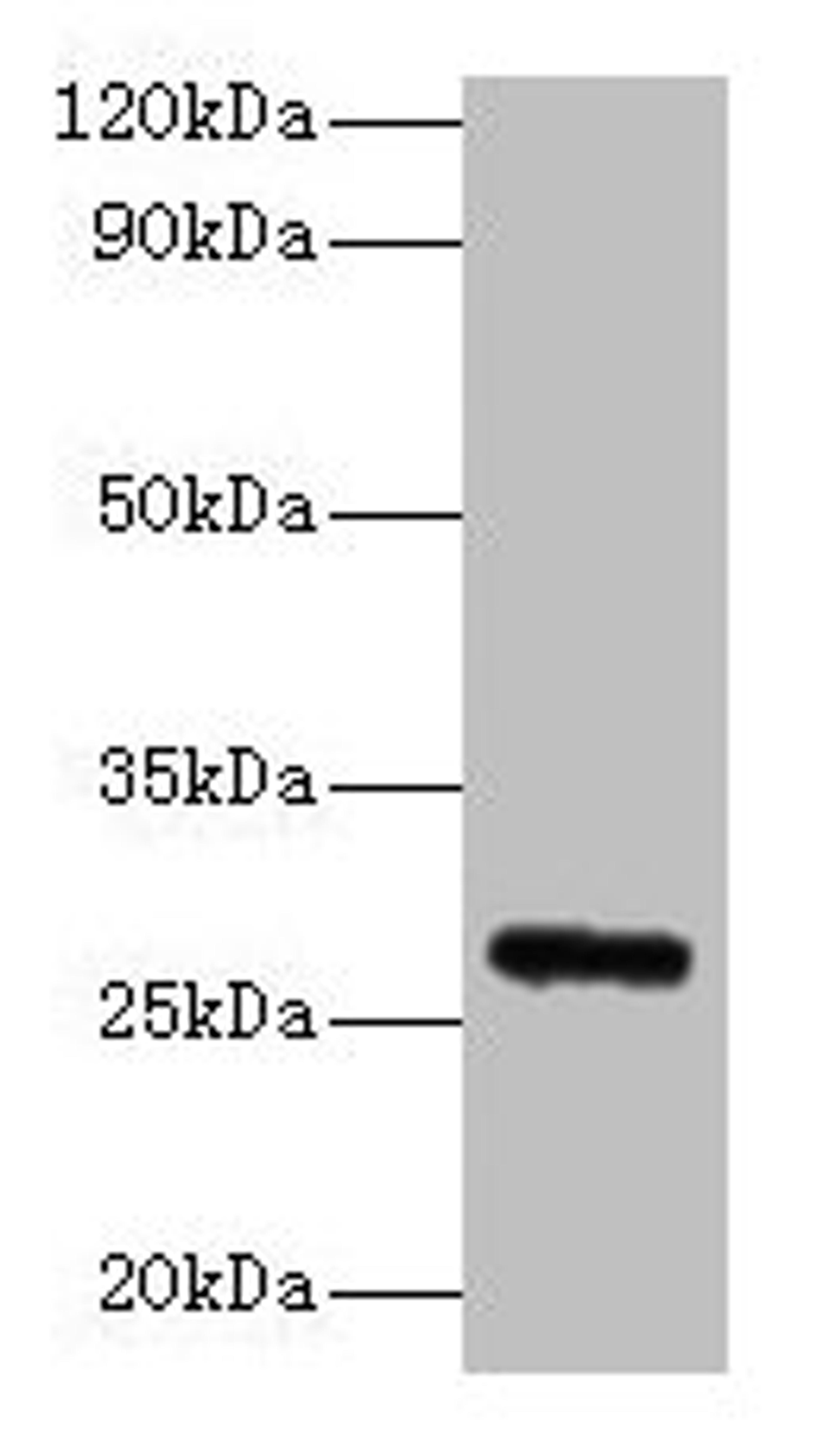 Western blot. All lanes: Fgf23 antibody at 2µg/ml + Rat heart tissue. Secondary. Goat polyclonal to rabbit IgG at 1/10000 dilution. Predicted band size: 28 kDa. Observed band size: 28 kDa