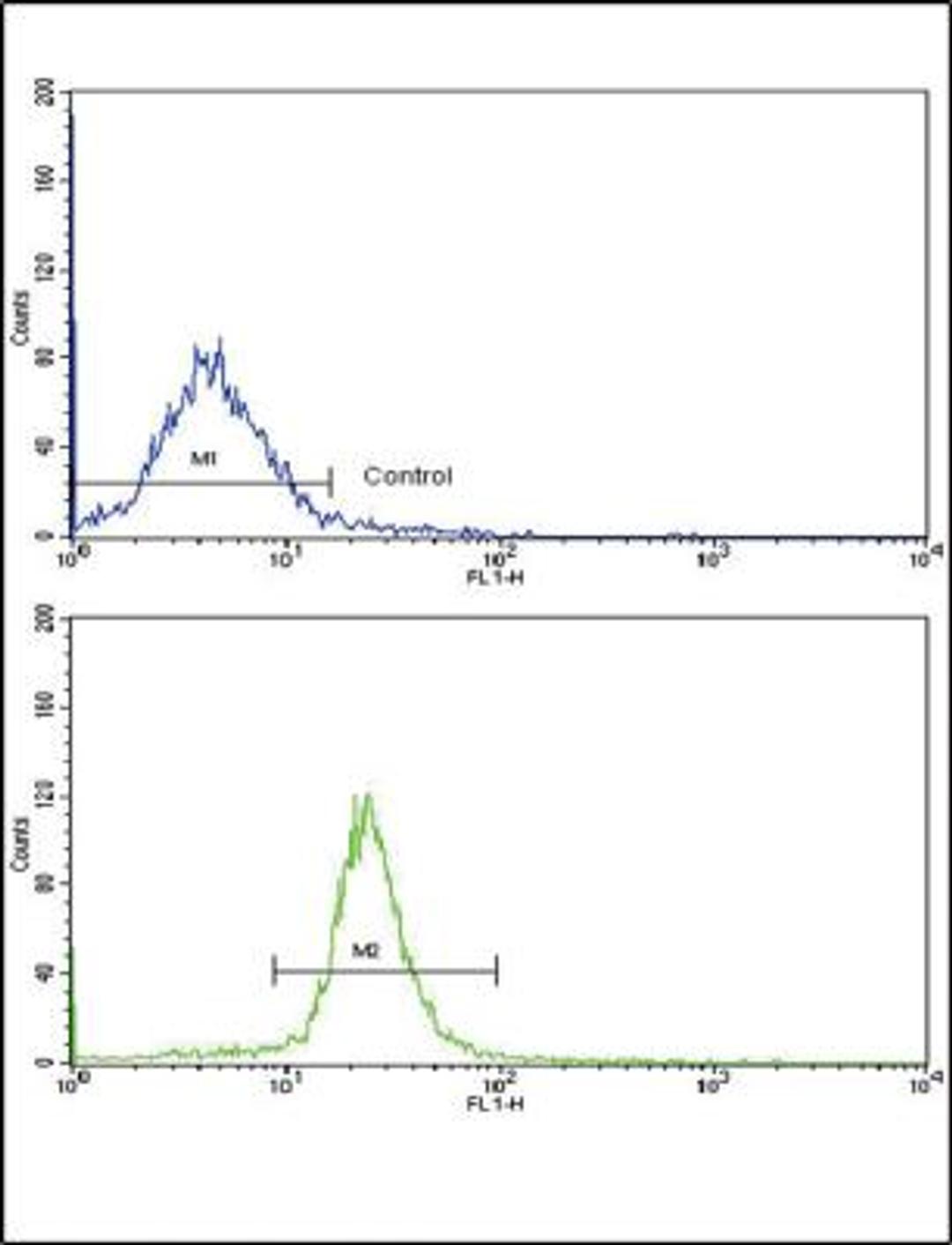 Flow Cytometry: ARPC1A Antibody [NBP2-30069] - Flow cytometric analysis of WiDr cells using (C-term)(bottom histogram) compared to a negative control cell (top histogram). FITC-conjugated goat-anti-rabbit secondary antibodies were used for the analysis.