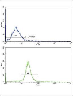 Flow Cytometry: ARPC1A Antibody [NBP2-30069] - Flow cytometric analysis of WiDr cells using (C-term)(bottom histogram) compared to a negative control cell (top histogram). FITC-conjugated goat-anti-rabbit secondary antibodies were used for the analysis.