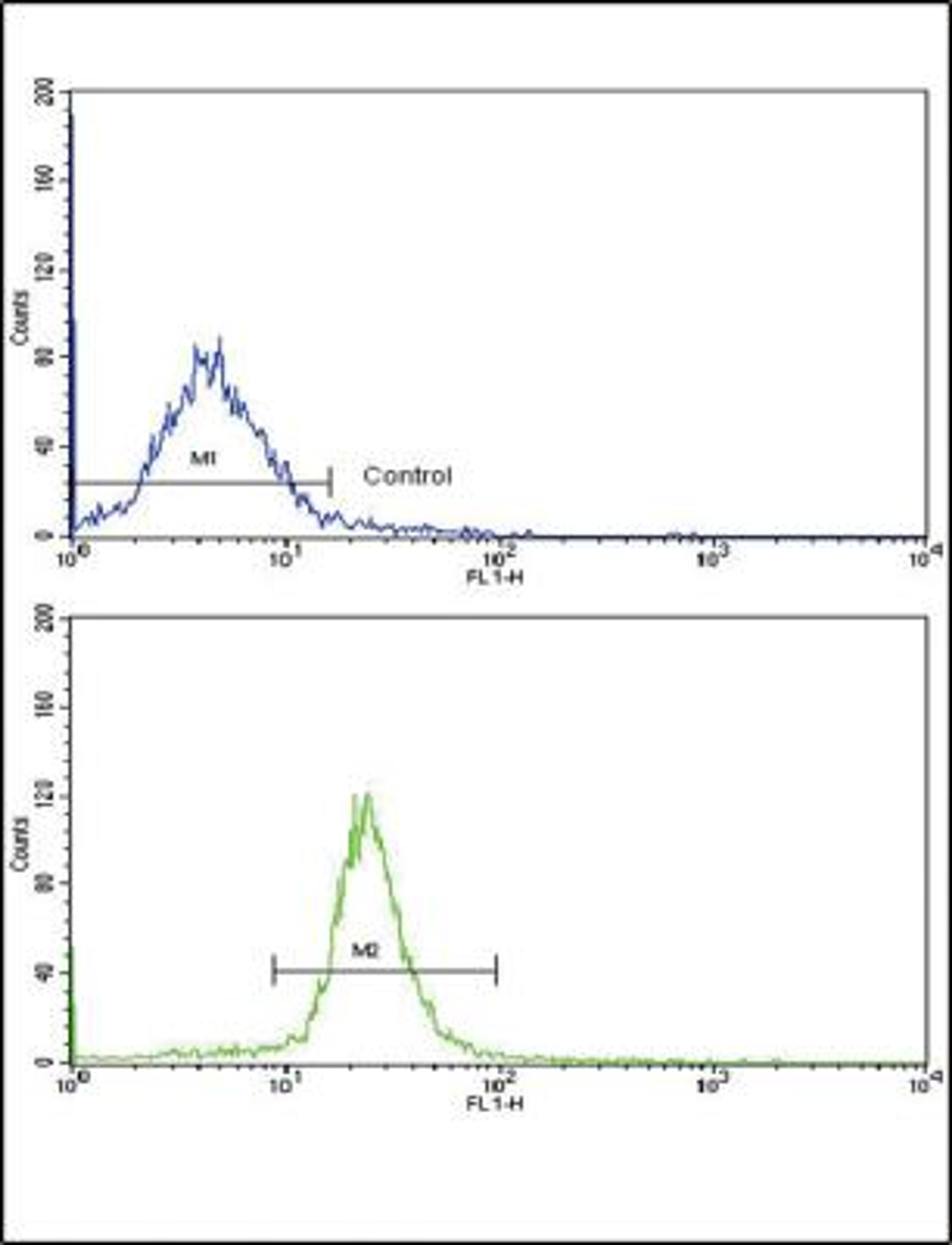 Flow Cytometry: ARPC1A Antibody [NBP2-30069] - Flow cytometric analysis of WiDr cells using (C-term)(bottom histogram) compared to a negative control cell (top histogram). FITC-conjugated goat-anti-rabbit secondary antibodies were used for the analysis.