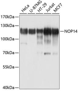 Western blot - NOP14 antibody (A10361)