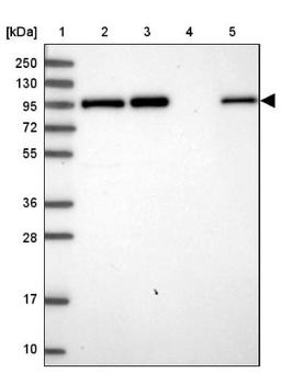 Western Blot: Golgin 97 Antibody [NBP2-38528] - Lane 1: Marker [kDa] 250, 130, 95, 72, 55, 36, 28, 17, 10<br/>Lane 2: RT-4<br/>Lane 3: U-251 MG<br/>Lane 4: Human Plasma<br/>Lane 5: Liver