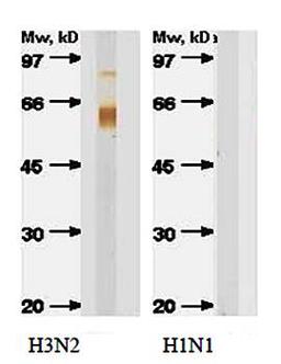 Western blot analysis of Influenza A H3 antibody in Influenza A/New Caledonia-H1N1(Lane1) and Influenza A/Shangdong- H3N2(Lane2) lysate