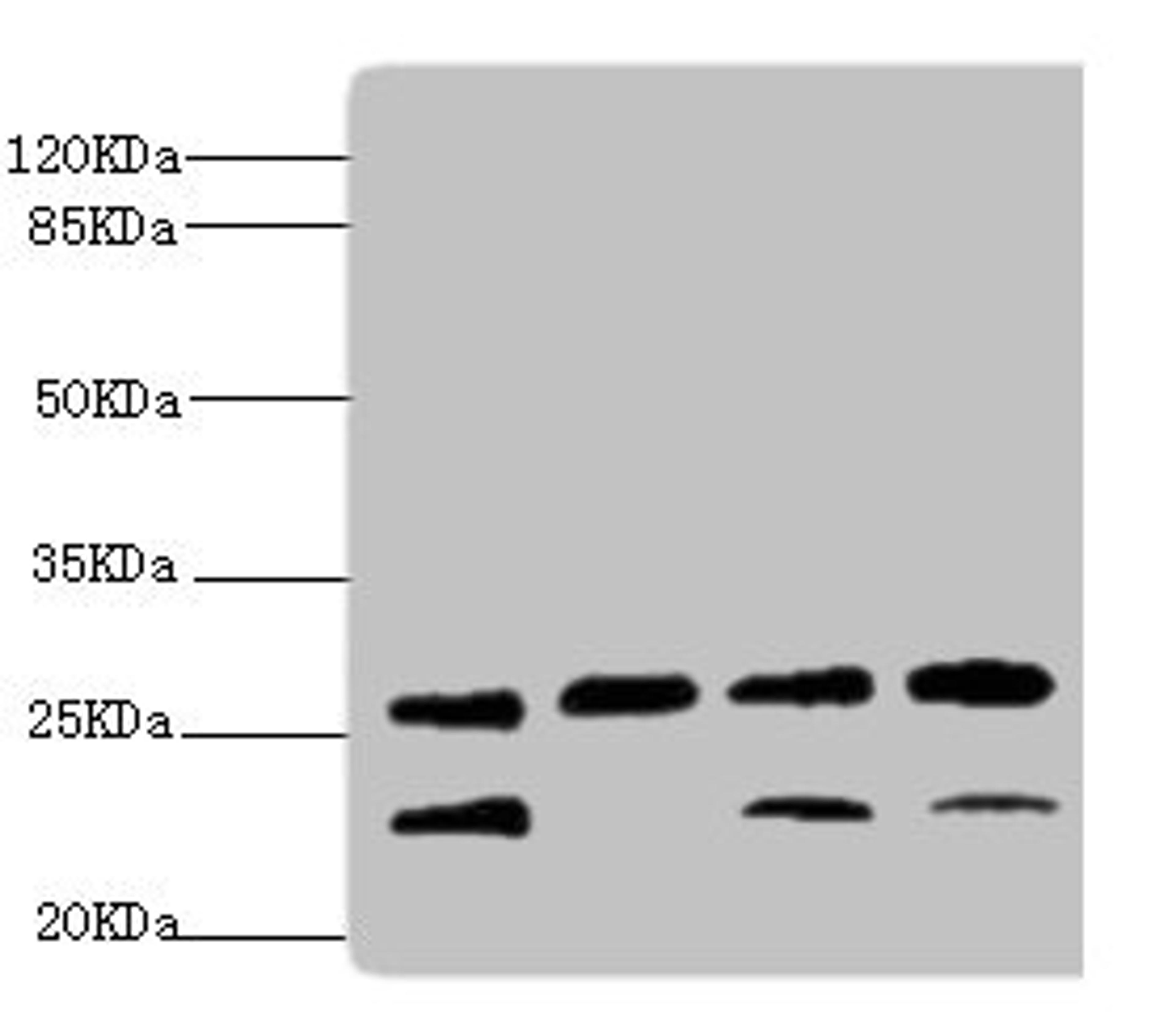 Western blot. All lanes: DR1 antibody at 2.32ug/ml. Lane 1: Rat gonad tissue. Lane 2: PC-3 whole cell lysate. Lane 3: Hela whole cell lysate. Lane 4: 293T whole cell lysate. Secondary. Goat polyclonal to rabbit IgG at 1/10000 dilution. Predicted band size: 19 kDa. Observed band size: 23, 26 kDa.
