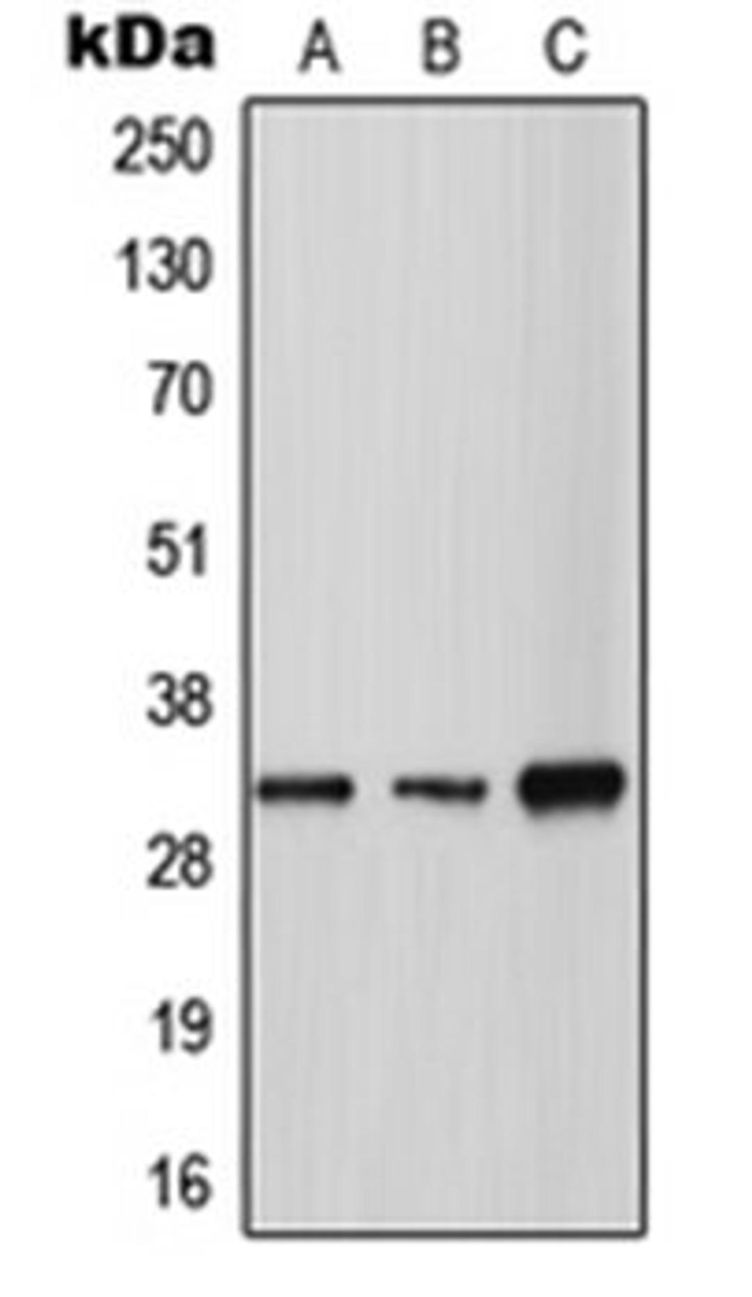 Western blot analysis of A549 (Lane 1), SP2/0 (Lane 2), H9C2 (Lane 3) whole cell lysates using TPSG1 antibody