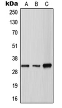 Western blot analysis of A549 (Lane 1), SP2/0 (Lane 2), H9C2 (Lane 3) whole cell lysates using TPSG1 antibody