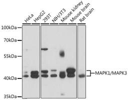 Western blot - MAPK1/MAPK3 antibody (A16736)