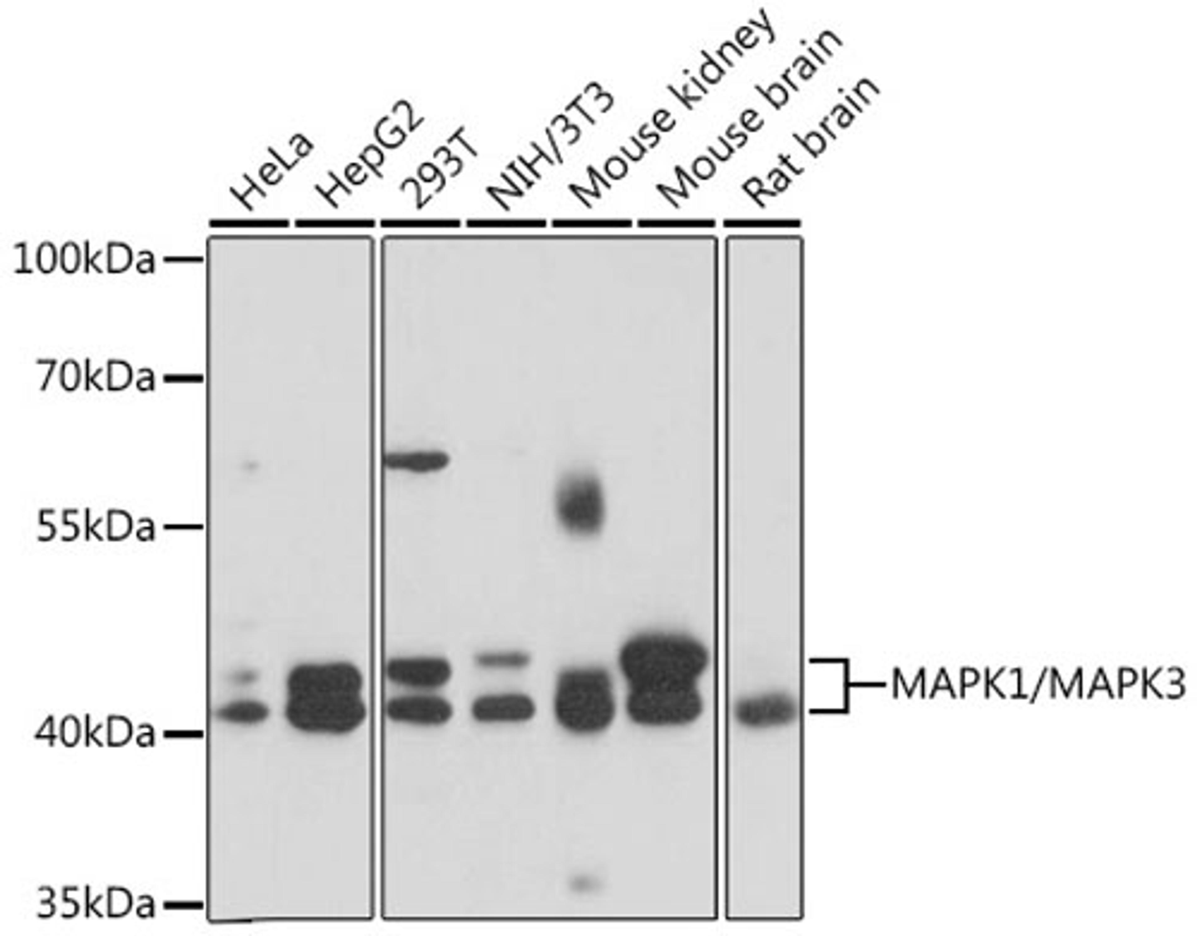 Western blot - MAPK1/MAPK3 antibody (A16736)