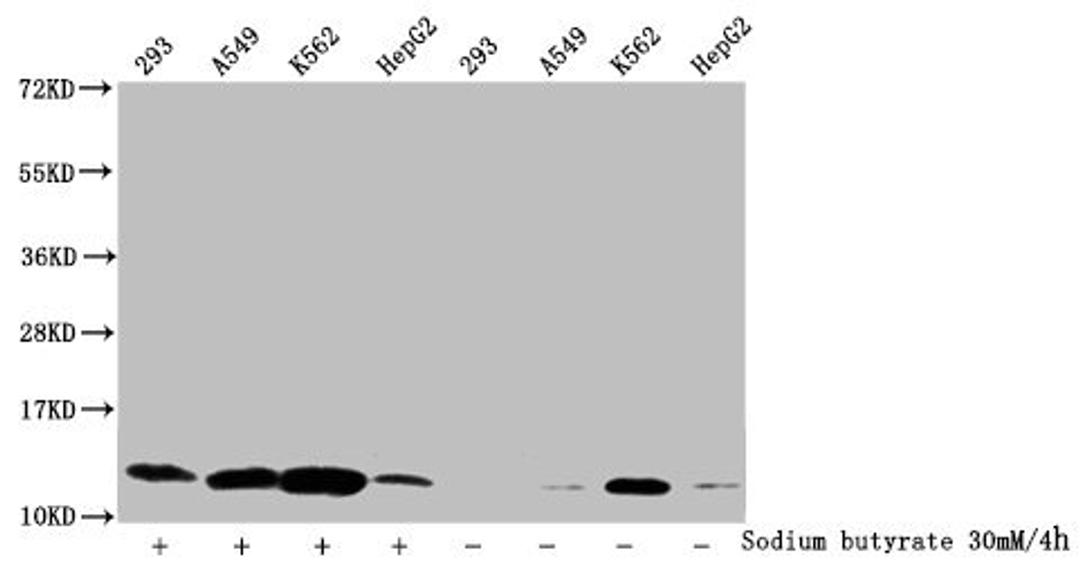 Western Blot. Detected samples: 293 whole cell lysate, A549 whole cell lysate, K562 whole cell lysate, HepG2 whole cell lysate; Untreated (-) or treated (+) with 30mM sodium butyrate for 4h. All lanes: HIST1H4A antibody at 1:2000. Secondary. Goat polyclonal to rabbit IgG at 1/40000 dilution. Predicted band size: 12 kDa. Observed band size: 12 kDa