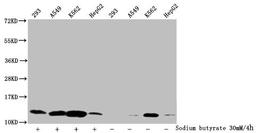 Western Blot. Detected samples: 293 whole cell lysate, A549 whole cell lysate, K562 whole cell lysate, HepG2 whole cell lysate; Untreated (-) or treated (+) with 30mM sodium butyrate for 4h. All lanes: HIST1H4A antibody at 1:2000. Secondary. Goat polyclonal to rabbit IgG at 1/40000 dilution. Predicted band size: 12 kDa. Observed band size: 12 kDa