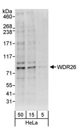 Detection of human WDR26 by western blot.