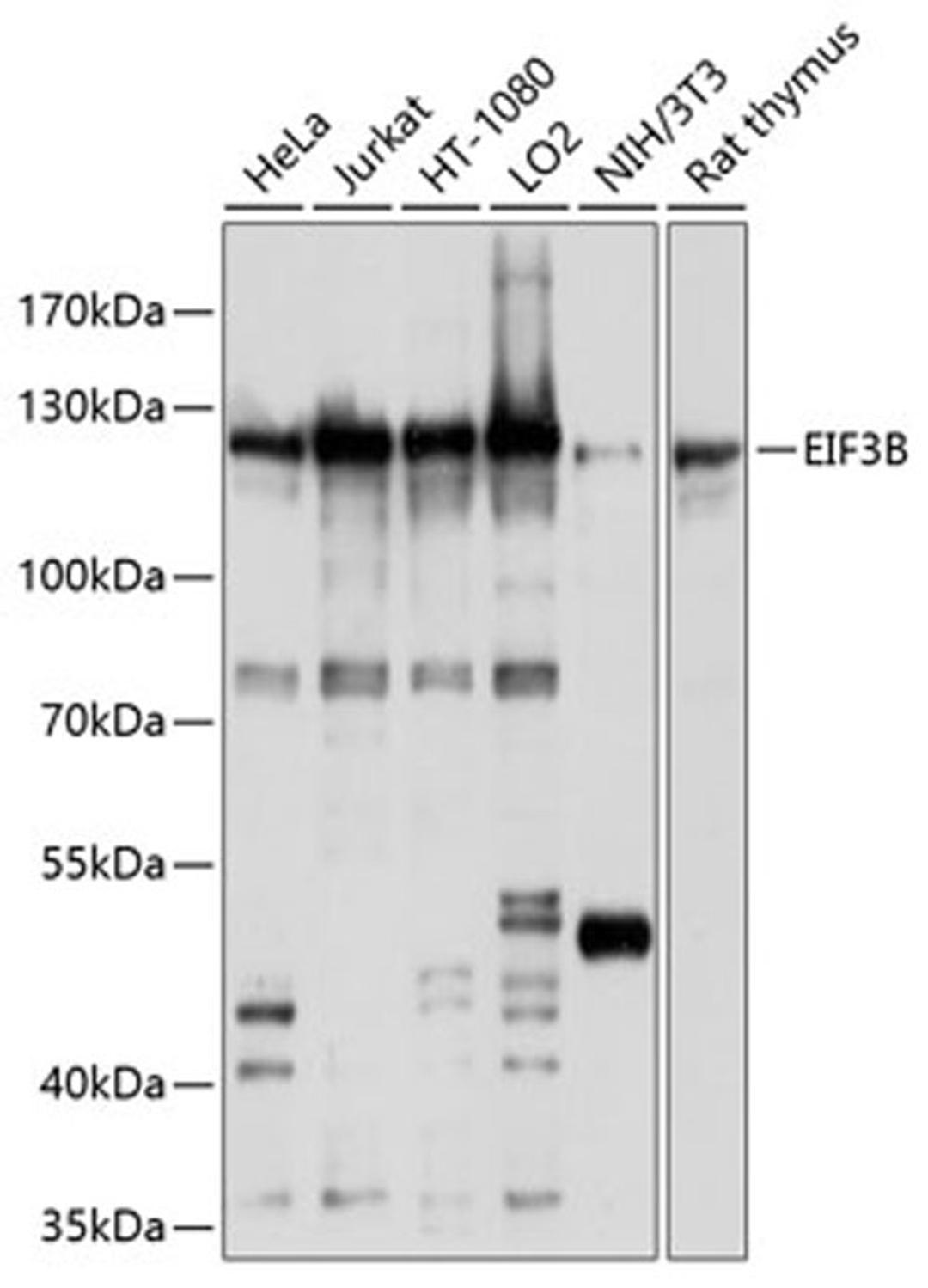 Western blot - EIF3B antibody (A10259)