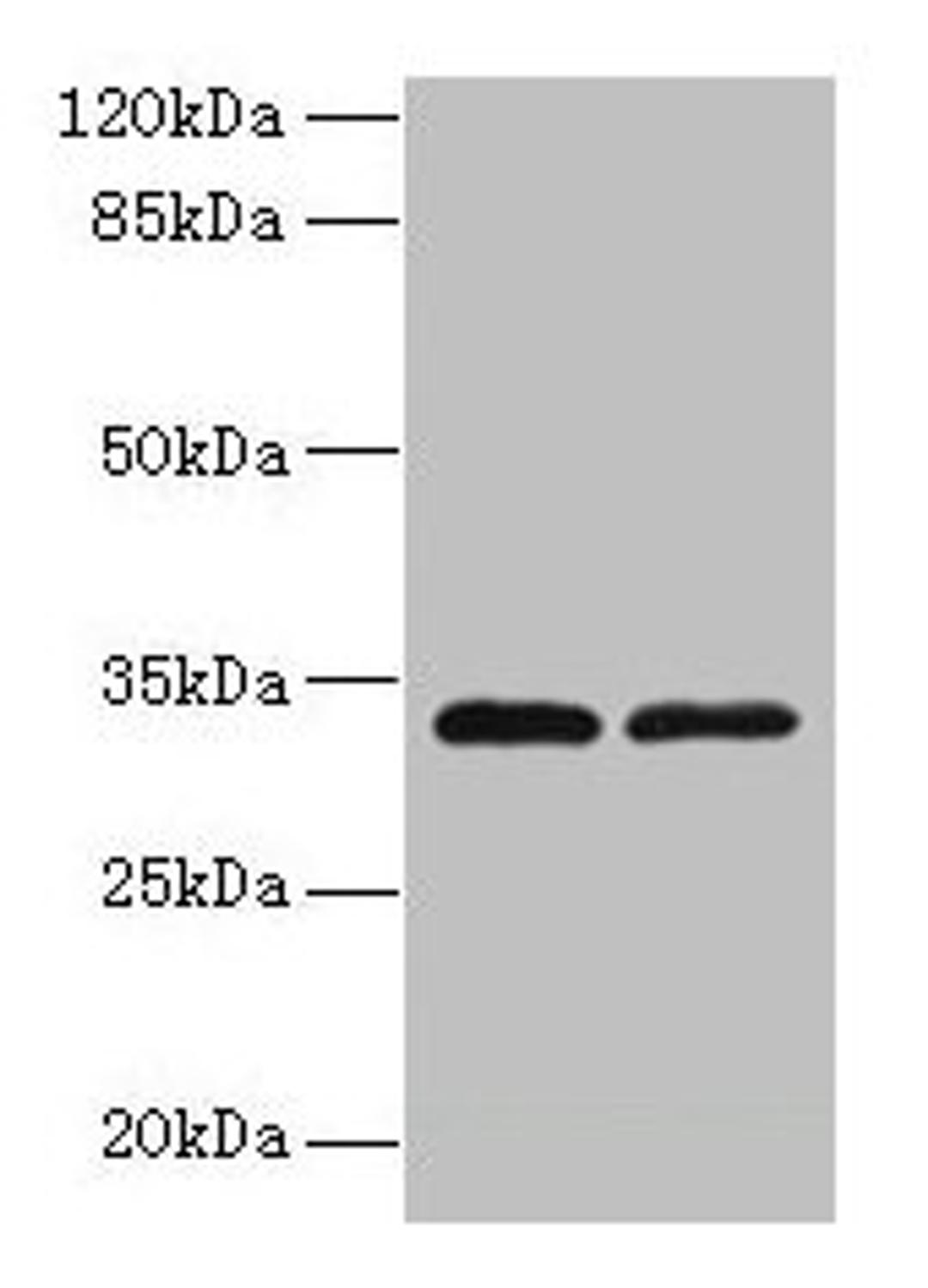 Western blot. All lanes: TMEM71 antibody at 0.2µg/ml. Lane 1: U937 whole cell lysate. Lane 2: U87 whole cell lysate. Secondary. Goat polyclonal to rabbit IgG at 1/10000 dilution. Predicted band size: 33, 31, 27 kDa. Observed band size: 33 kDa