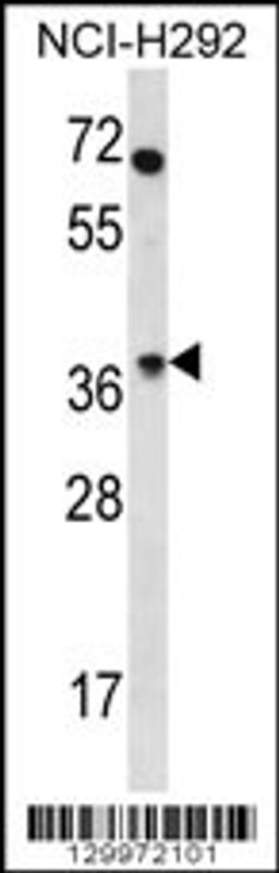 Western blot analysis in NCI-H292 cell line lysates (35ug/lane).