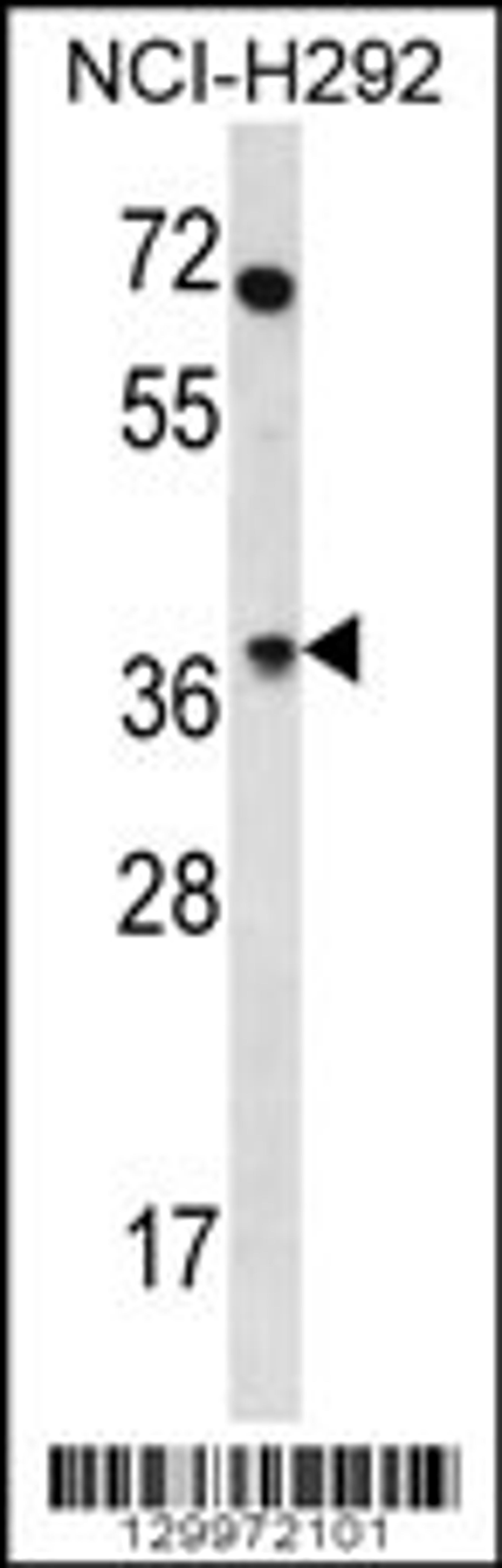 Western blot analysis in NCI-H292 cell line lysates (35ug/lane).