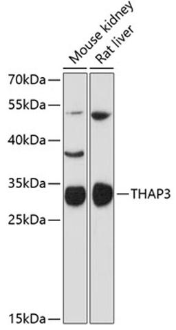 Western blot - THAP3 antibody (A12899)