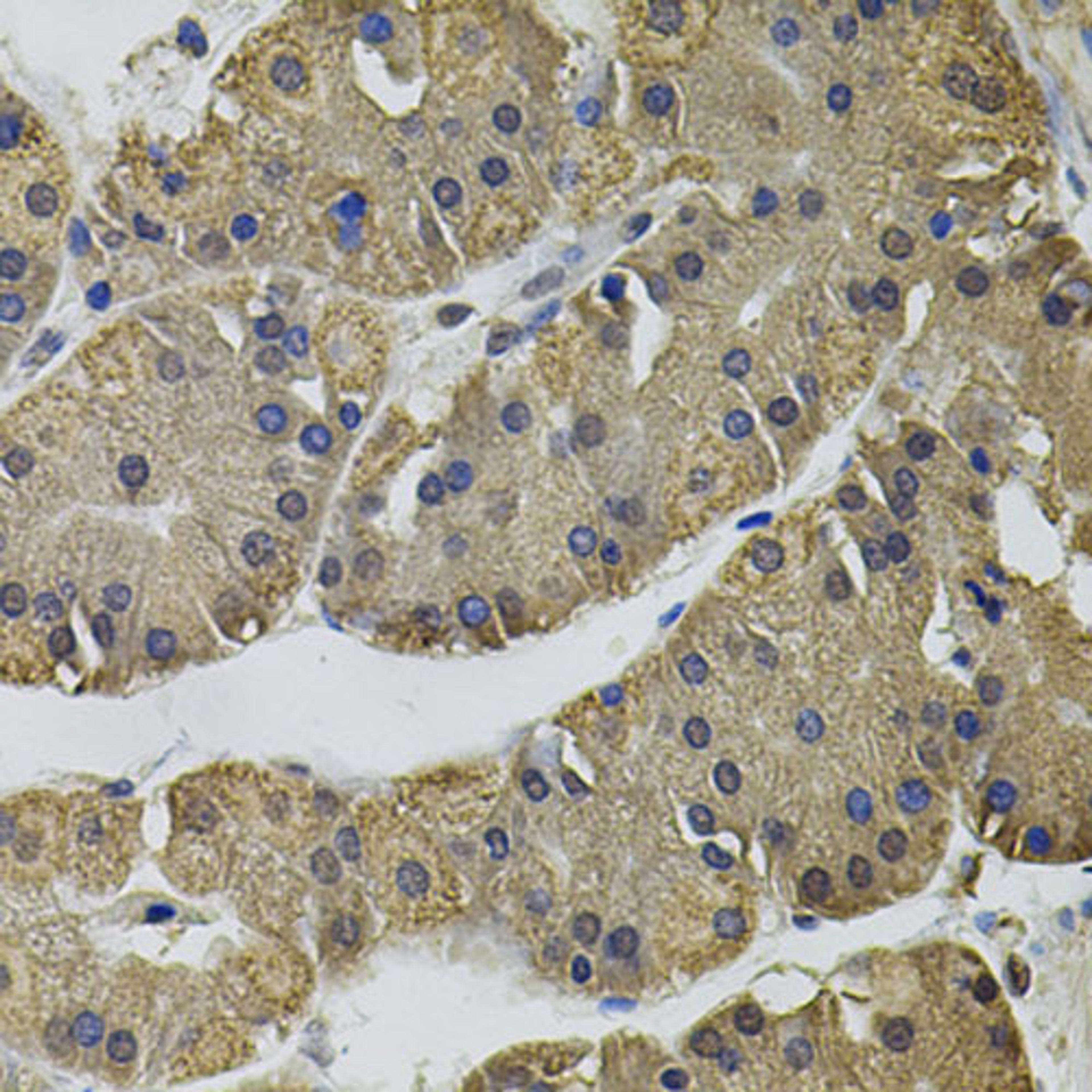 Immunohistochemistry  - IL33 antibody (A12604)