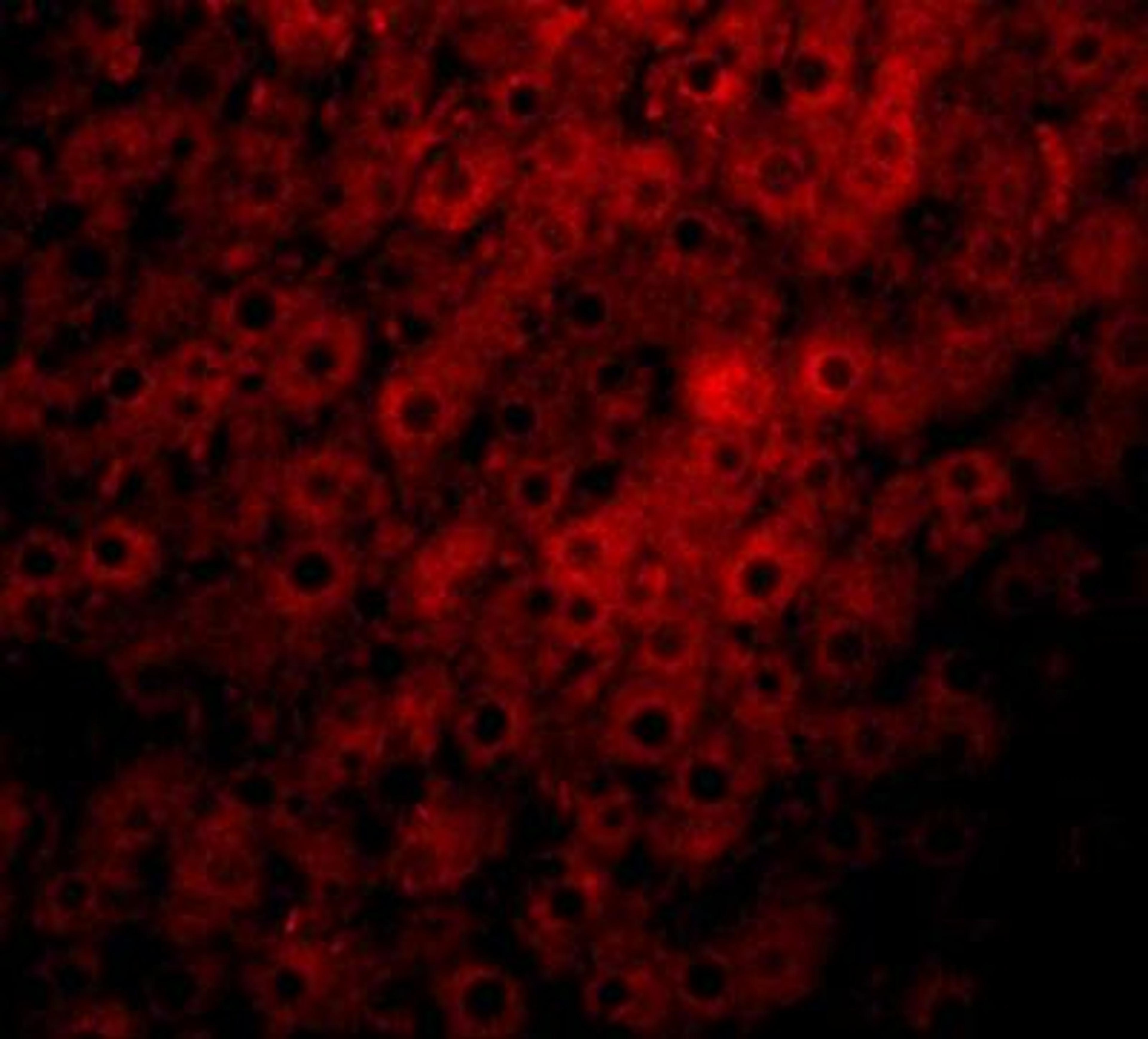 Immunocytochemistry/Immunofluorescence: JMJD1C Antibody [NBP1-77072] - Immunofluorescence of JMJD1C in rat liver tissue with JMJD1C antibody at 20 ug/mL.