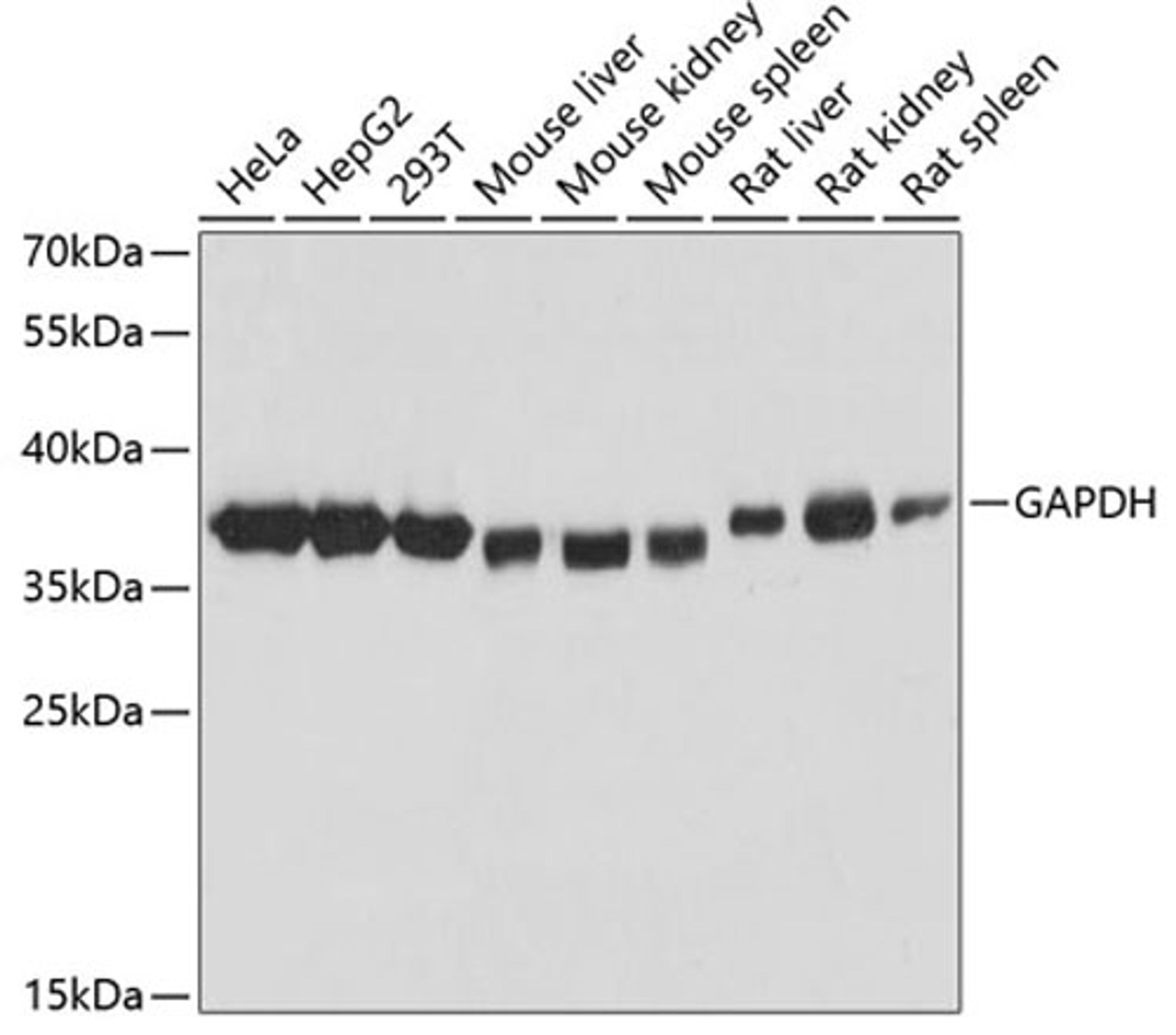 Western blot - GAPDH antibody (AC027)