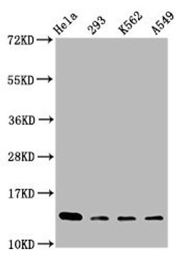 Western Blot. Positive WB detected in: Hela whole cell lysate, 293 whole cell lysate, K562 whole cell lysate, A549 whole cell lysate. All lanes: HIST1H2BC antibody at 1:100. Secondary. Goat polyclonal to rabbit IgG at 1/50000 dilution. Predicted band size: 14 kDa. Observed band size: 14 kDa