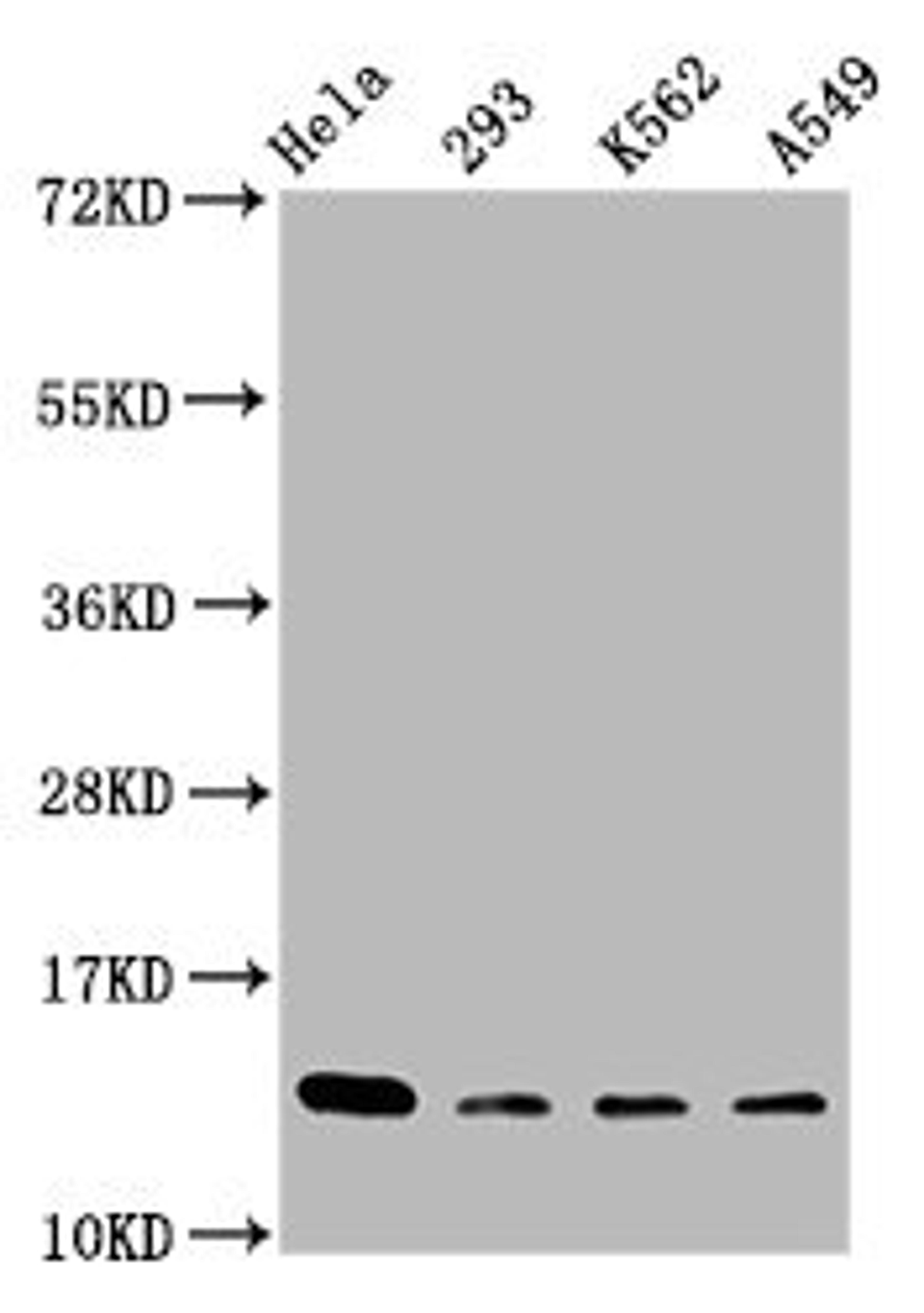 Western Blot. Positive WB detected in: Hela whole cell lysate, 293 whole cell lysate, K562 whole cell lysate, A549 whole cell lysate. All lanes: HIST1H2BC antibody at 1:100. Secondary. Goat polyclonal to rabbit IgG at 1/50000 dilution. Predicted band size: 14 kDa. Observed band size: 14 kDa