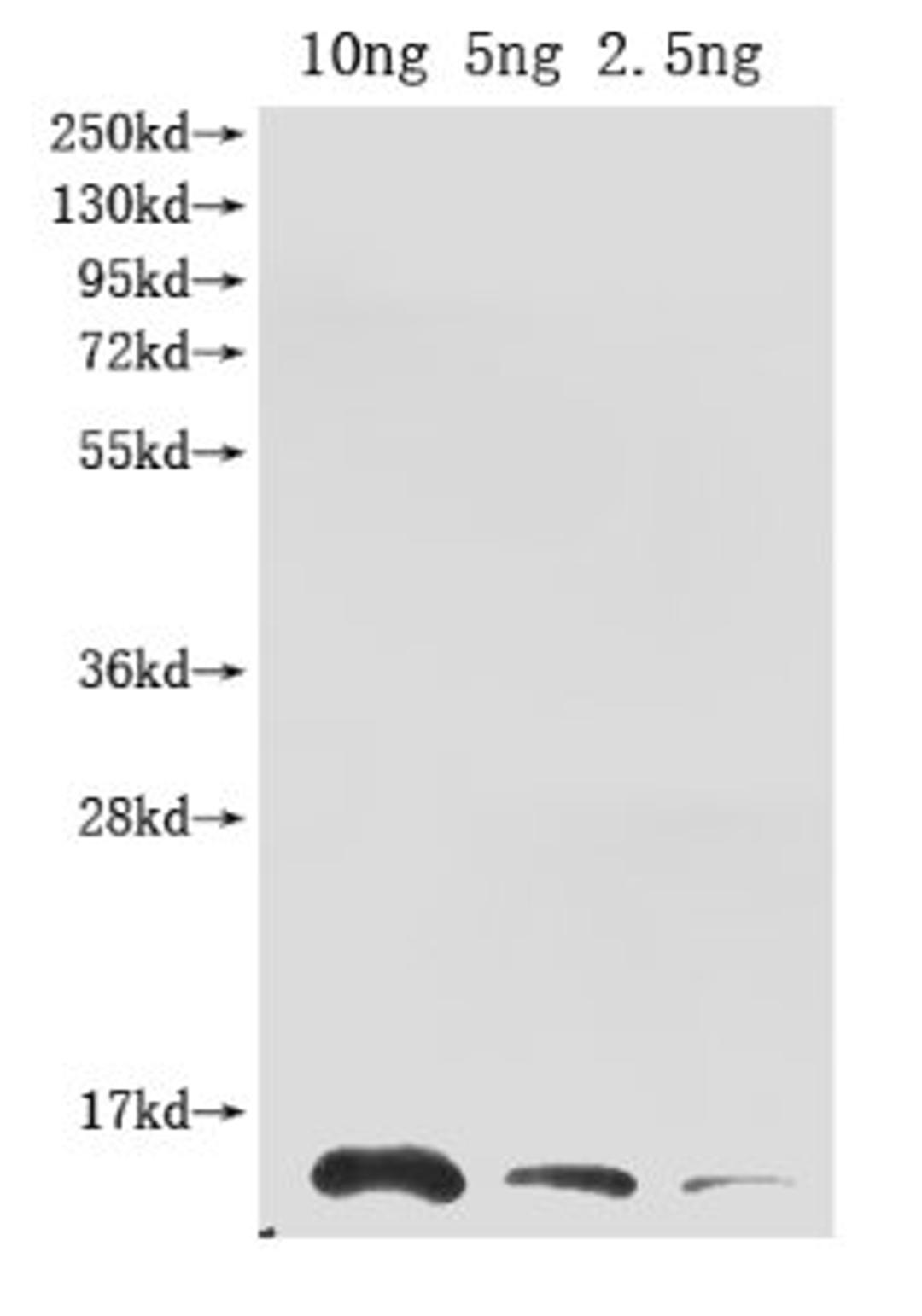 Western Blot. Positive WB detected in Recombinant protein. All lanes: Ribonuclease antibody at 1:2000. Secondary. Goat polyclonal to rabbit IgG at 1/50000 dilution. Predicted band size: 13.3 kDa. Observed band size: 14 kDa. 