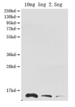 Western Blot. Positive WB detected in Recombinant protein. All lanes: Ribonuclease antibody at 1:2000. Secondary. Goat polyclonal to rabbit IgG at 1/50000 dilution. Predicted band size: 13.3 kDa. Observed band size: 14 kDa. 