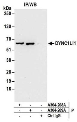 Detection of human DYNC1LI1 by western blot of immunoprecipitates.