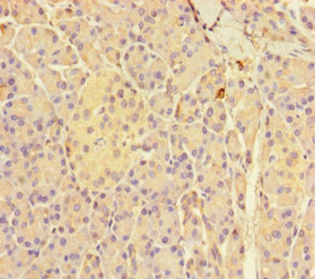 Immunohistochemistry of paraffin-embedded human pancreatic tissue using CSB-PA009628LA01HU at dilution of 1:100
