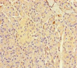 Immunohistochemistry of paraffin-embedded human pancreatic tissue using CSB-PA009628LA01HU at dilution of 1:100