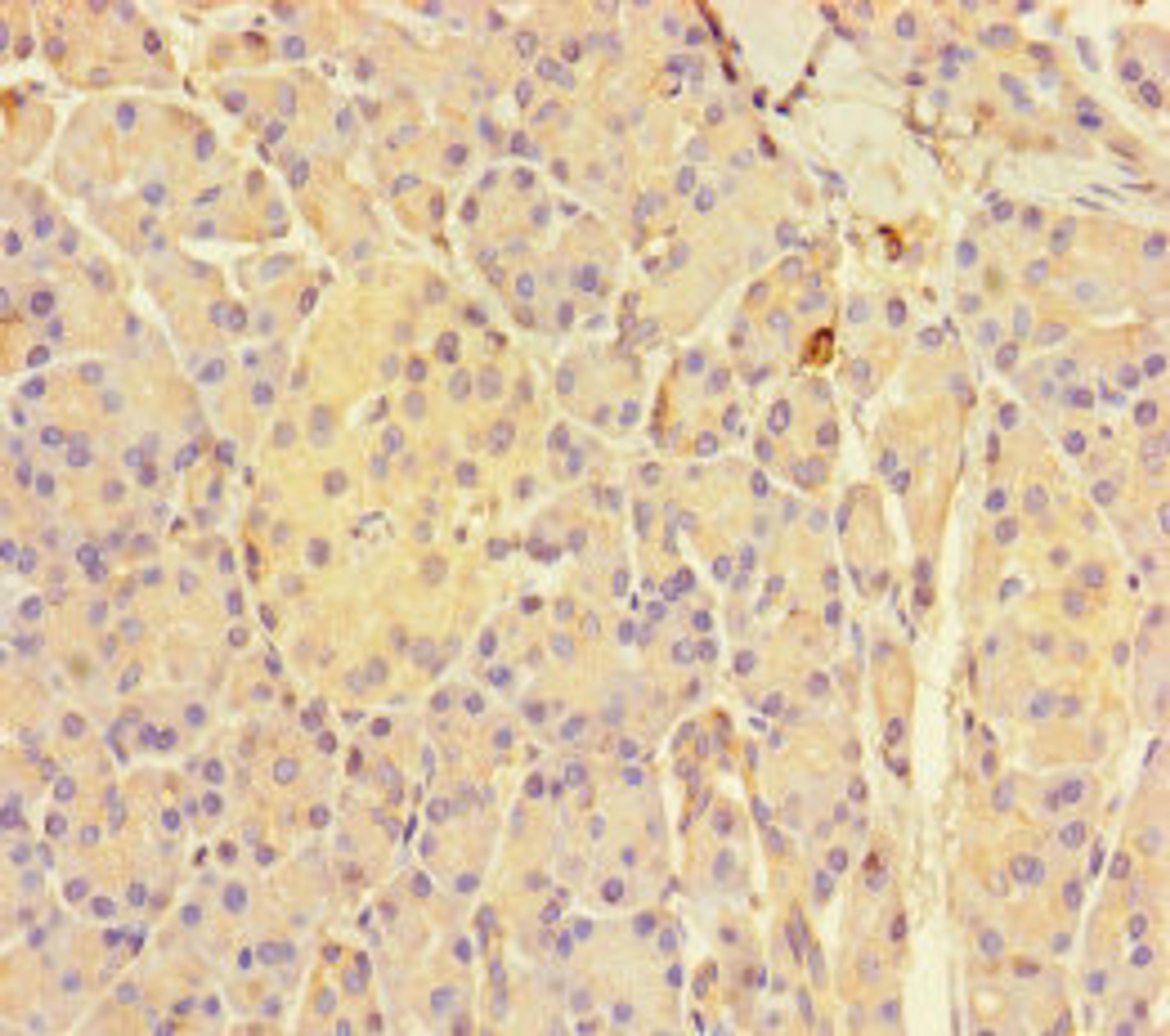 Immunohistochemistry of paraffin-embedded human pancreatic tissue using CSB-PA009628LA01HU at dilution of 1:100